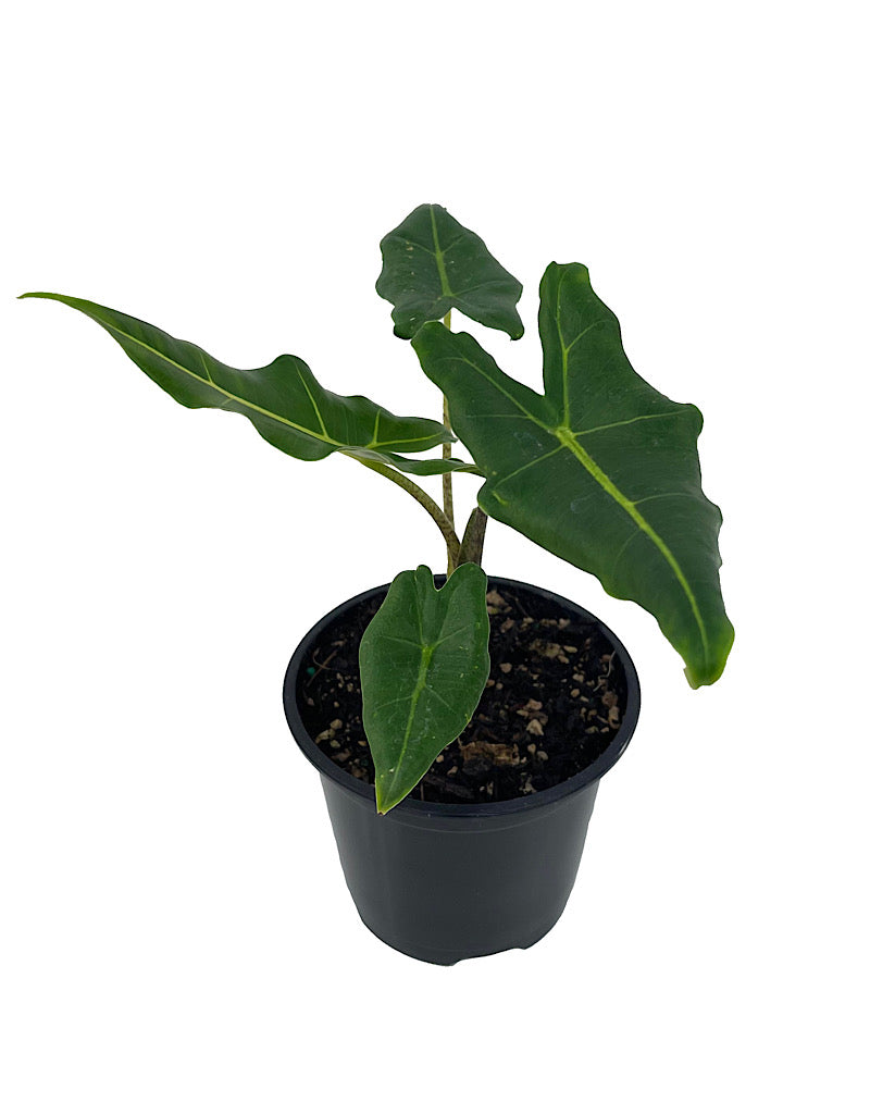 Alocasia 'Sarian'