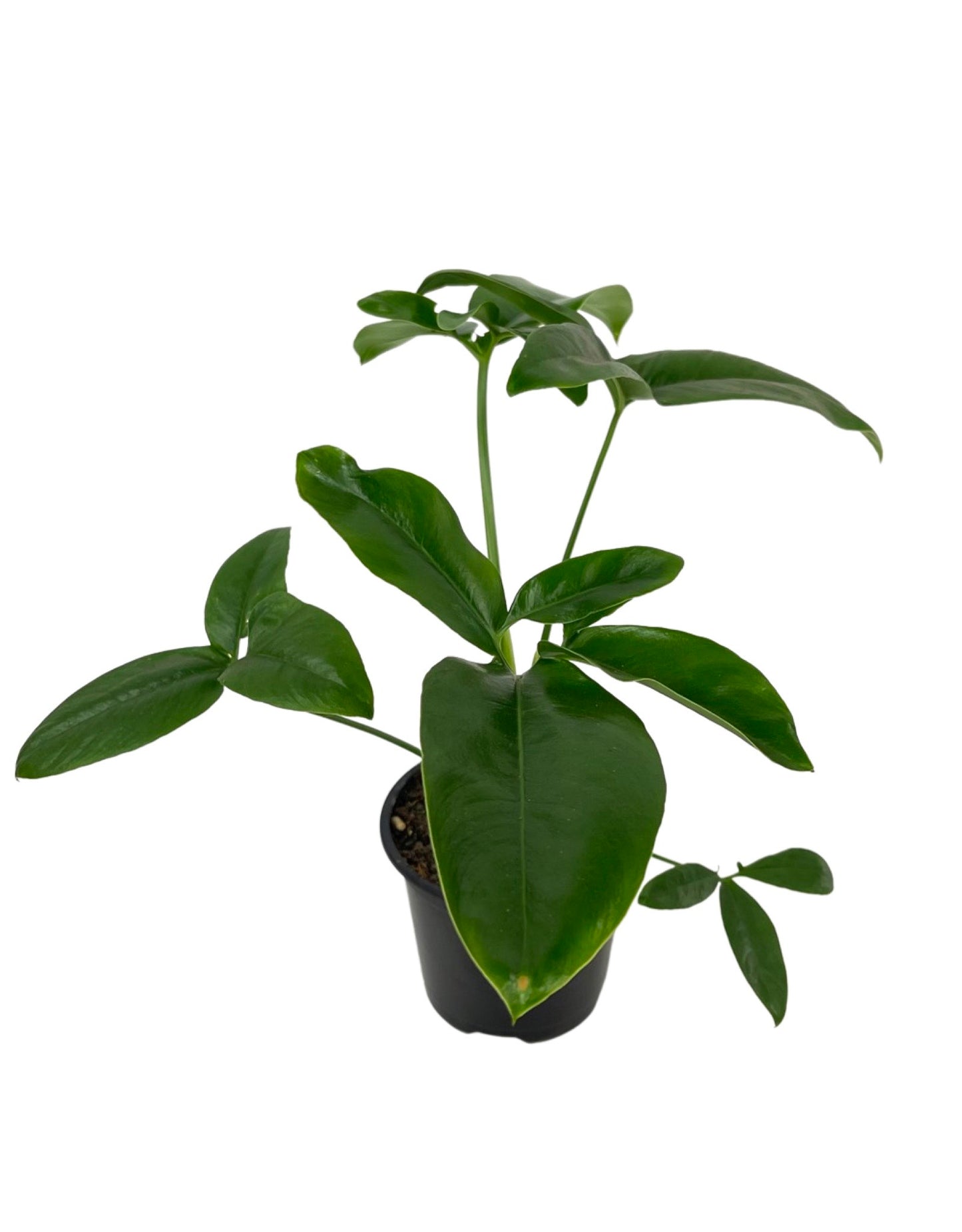 Philodendron goeldii Quart