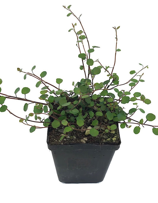 Muehlenbeckia a. 'Nana' 4 inch