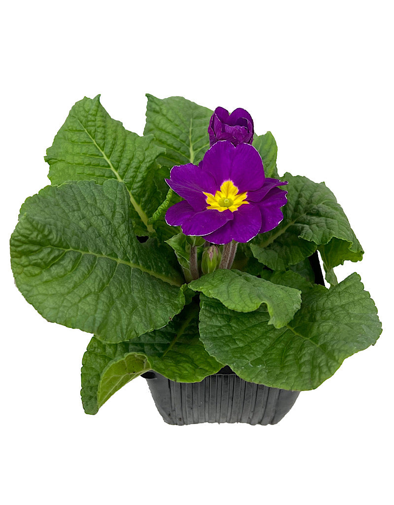 Primrose 4 Inch