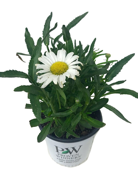 Leucanthemum 'Daisy May' 1 gal