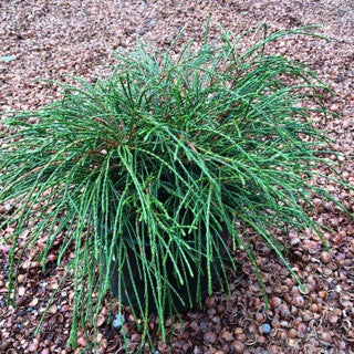 Thuja plicata 'Whipcord' 3 Gallon