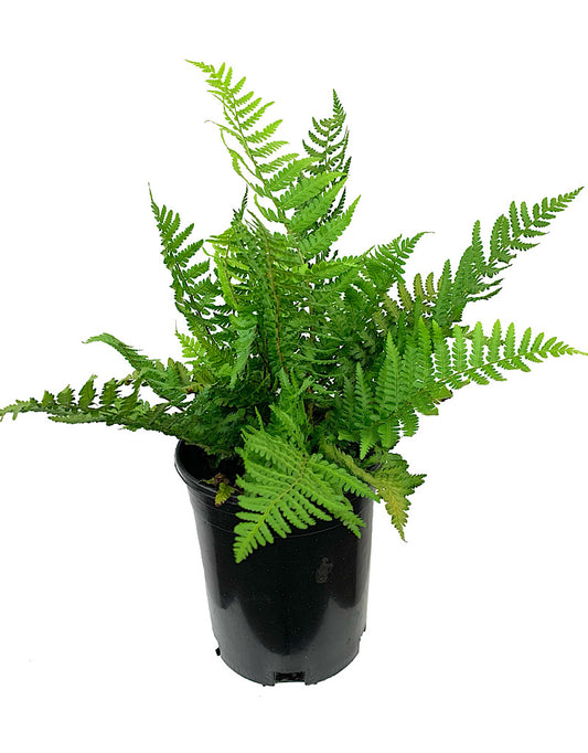 Dryopteris felix-mas 'Robusta' 1 Gallon