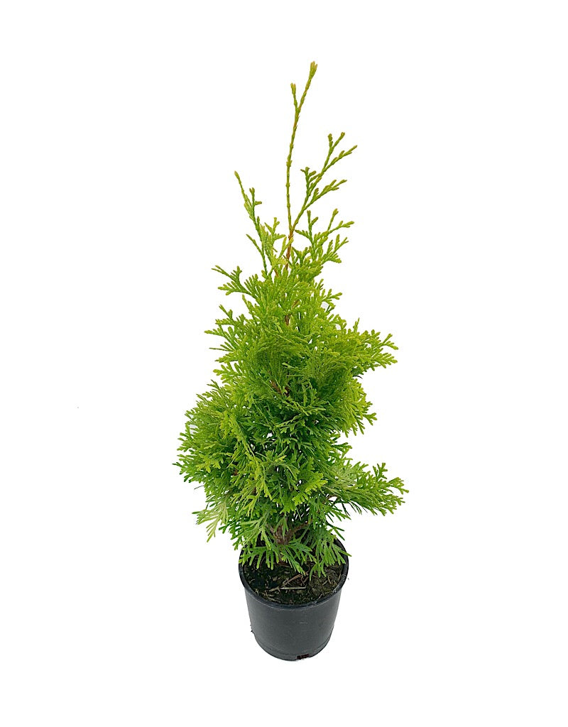 Thuja occidentalis 'Jantar'