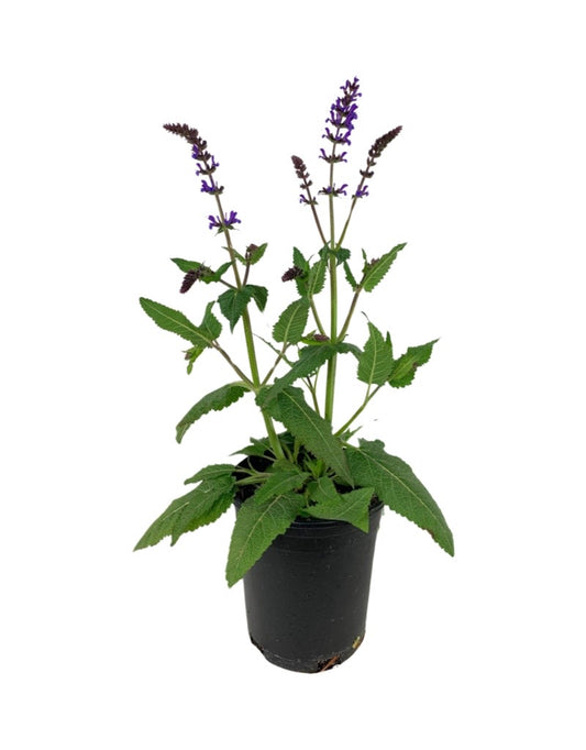 Salvia nemorosa 'Blue by You' 1 Gallon