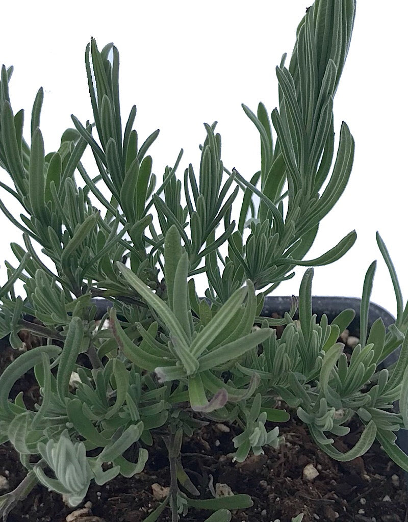 Lavandula stoechas 'Otto Quast' 4 Inch