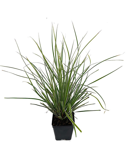 Carex 'Everest' 4 Inch