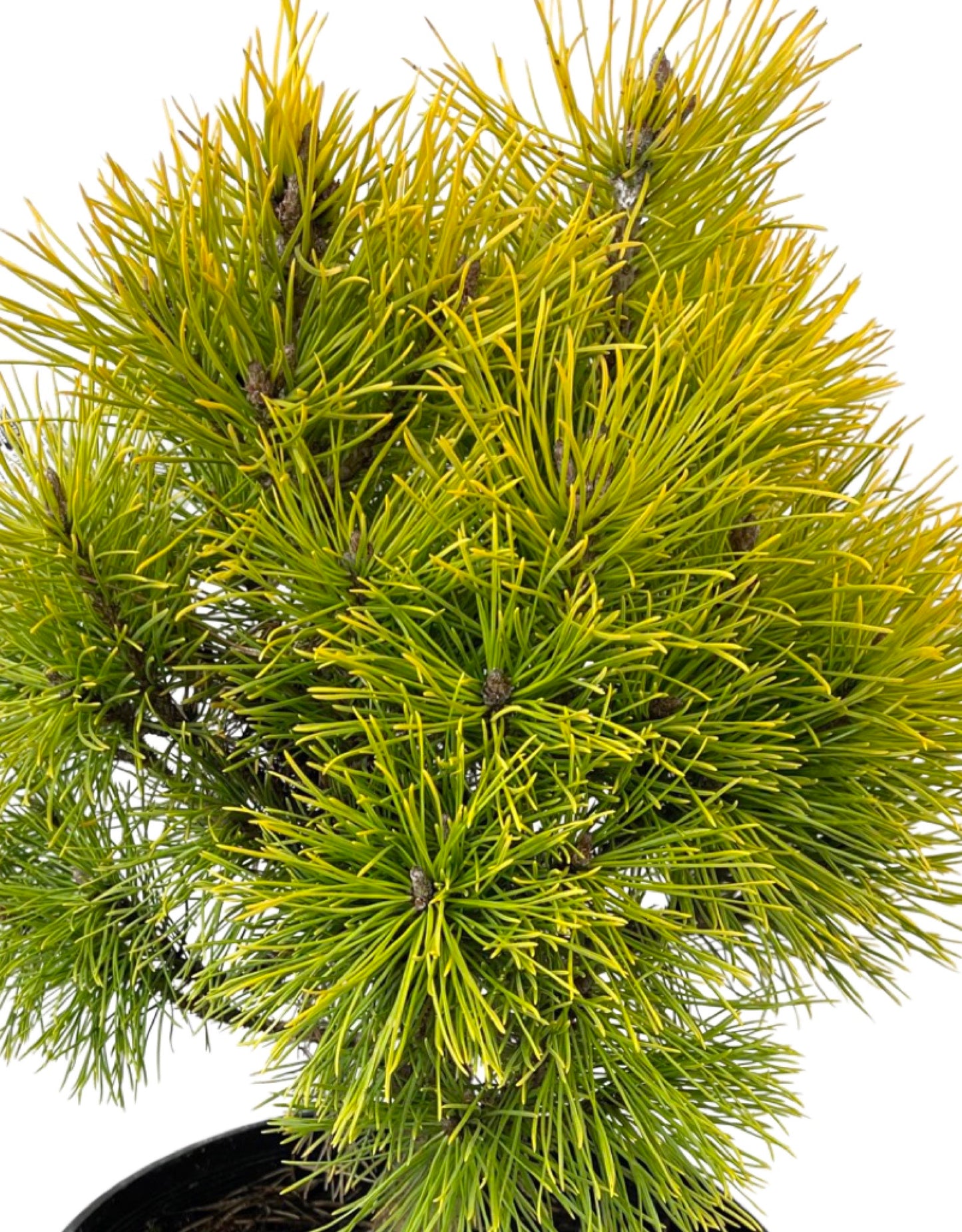 Pinus mugo 'Wintersonne' 3 Gallon