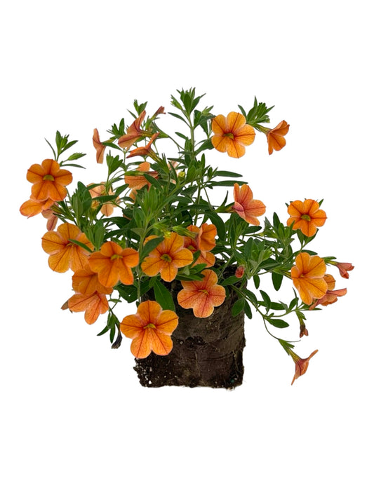 Calibrachoa 'Cha-Cha Diva Tangerine' 4 Inch