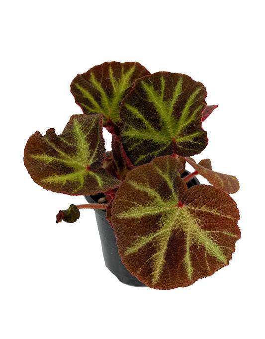 Begonia 'Soli-Mutata' Quart