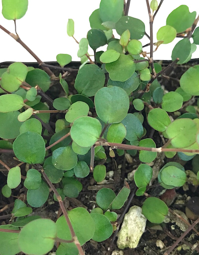 Muehlenbeckia complexa  4 Inch