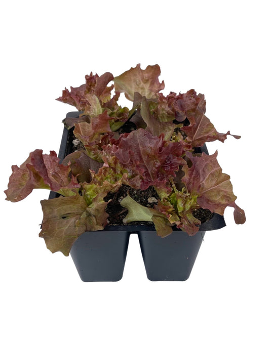 Lettuce 'Lollo Rossa' Jumbo Traypack