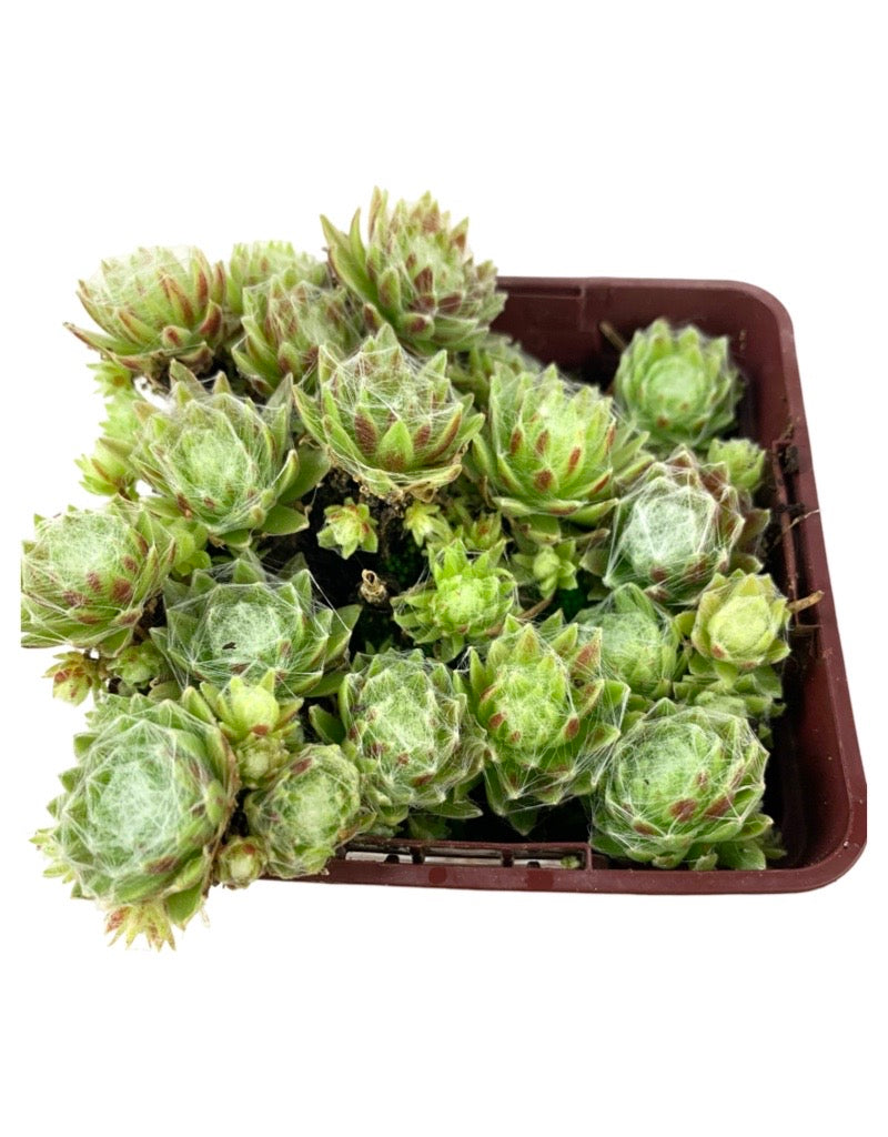 Sempervivum arachnoideum 'Stansfieldii'