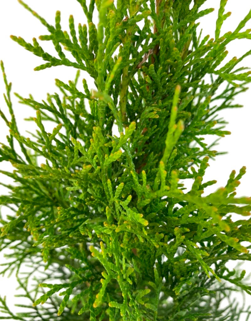 Thuja occidentalis 'Smaragd'