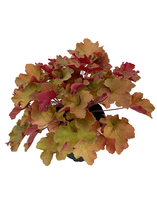 Heuchera 'Caramel' 1 Gallon