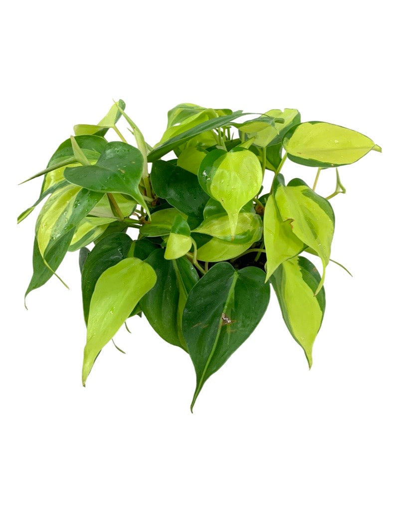 Philodendron hederaceum 'Brasil' 6 Inch