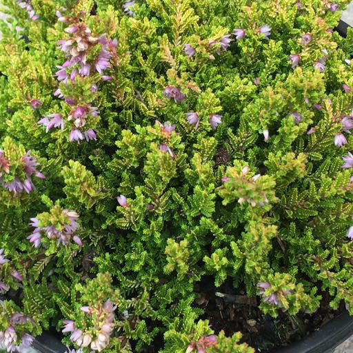 Calluna vulgaris 'Winter Chocolate' 1 Gallon