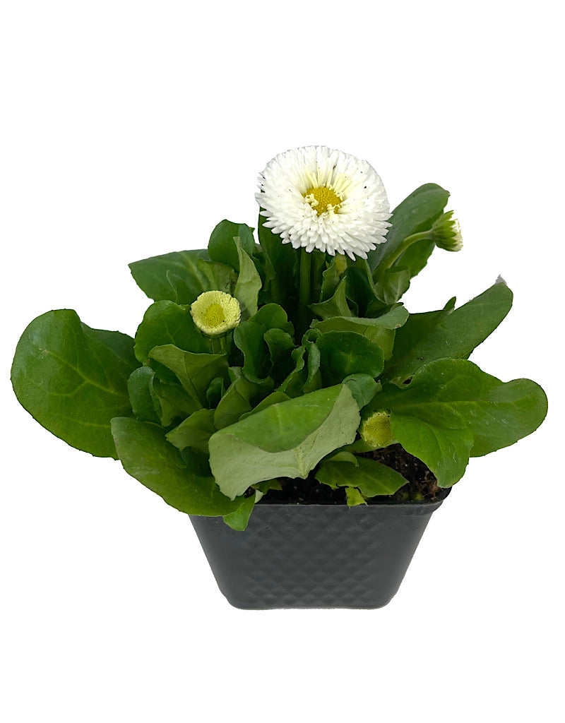 Bellis p. 'Tasso White' 4 Inch