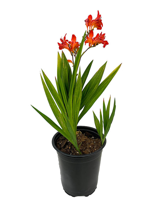 Crocosmia 'Limpopo' 1 Gallon