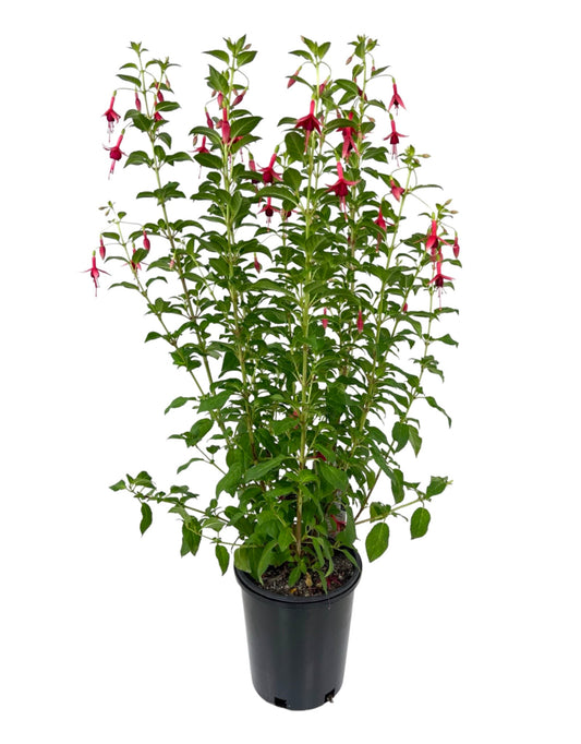 Fuchsia 'Flash' 1 Gallon