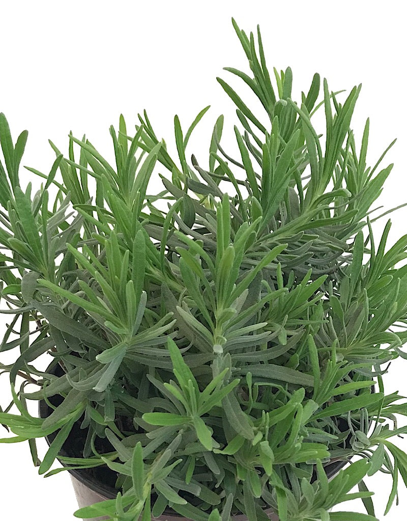 Lavandula a. 'Munstead' 1 Gallon