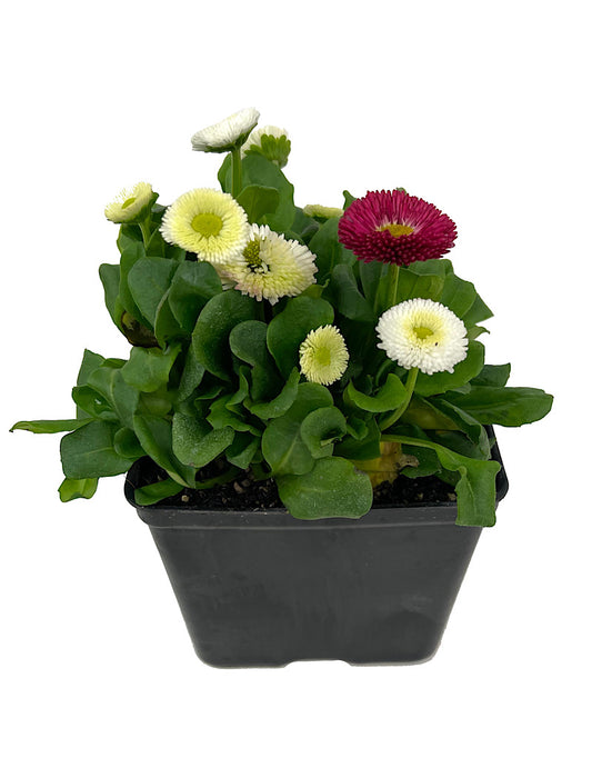 Bellis perennis 'Speedstar Mix' 4 Inch