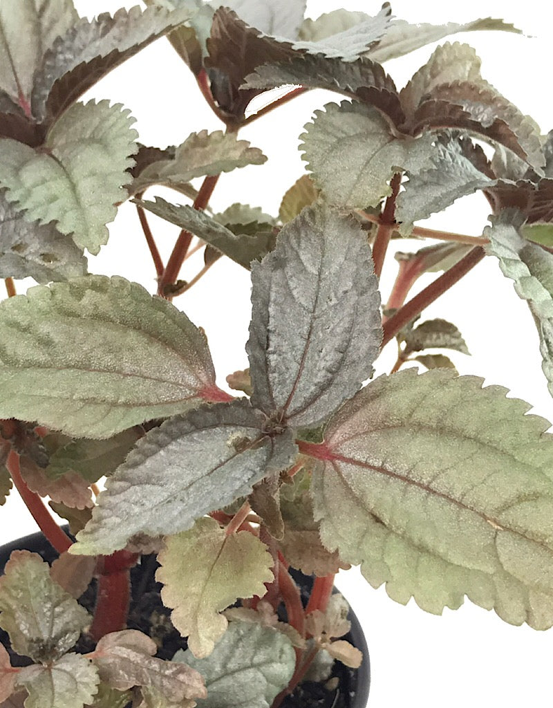 Pilea involucrata 'Silver Leaf'  4 inch