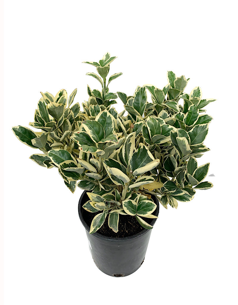 Euonymus japonicus 'Silver King'  1 Gallon