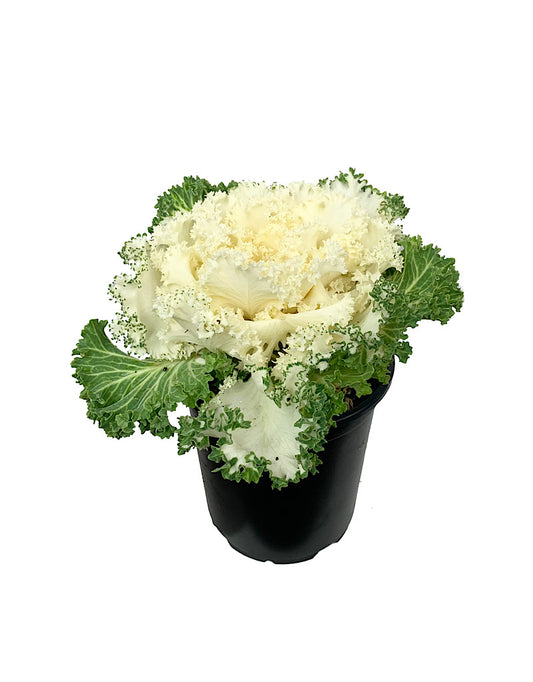 Kale 'Nagoya White' Quart