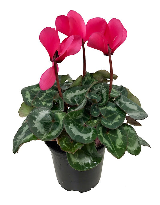 Cyclamen 'Laser Synchro Salmon'  4 inch