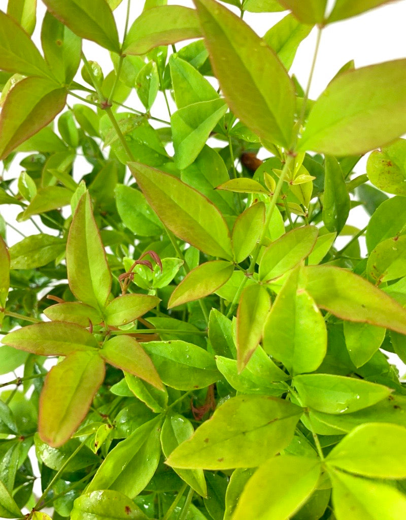 Nandina domestica 'Tuscan Flame' 6 Inch