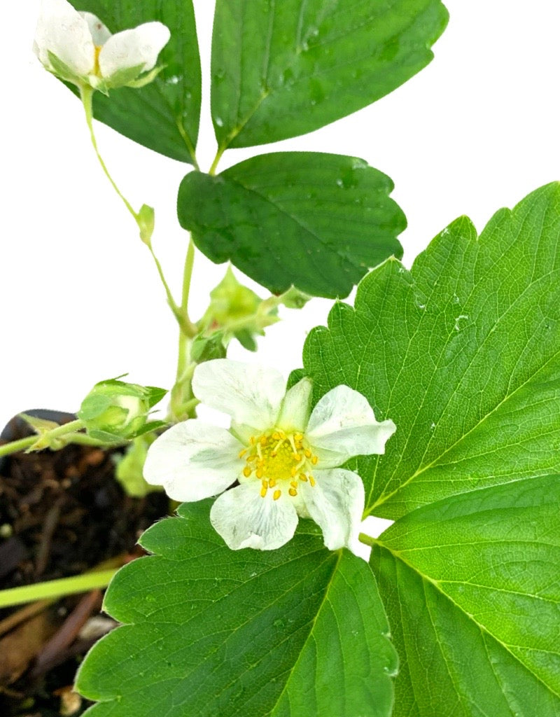 Strawberry 'Hawaiian Berry' 4 Inch