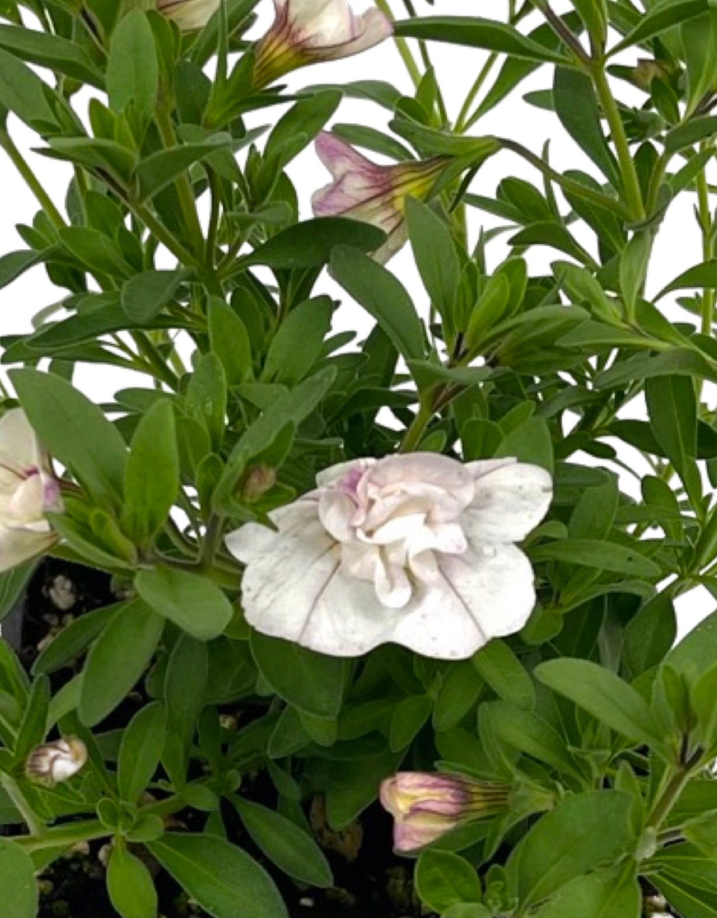 Calibrachoa 'Minifamous Double White/Pink Whirl' 4 Inch