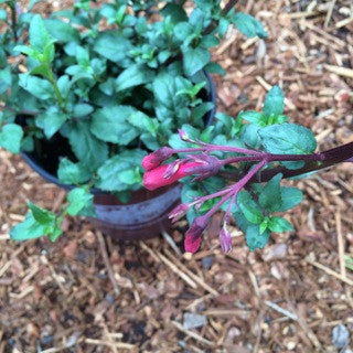 Phygelius 'Cherry Ripe' 1 Gallon