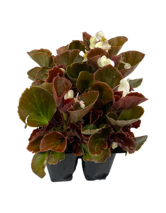 Begonia 'Cocktail Bronze Whiskey' Jumbo Traypack