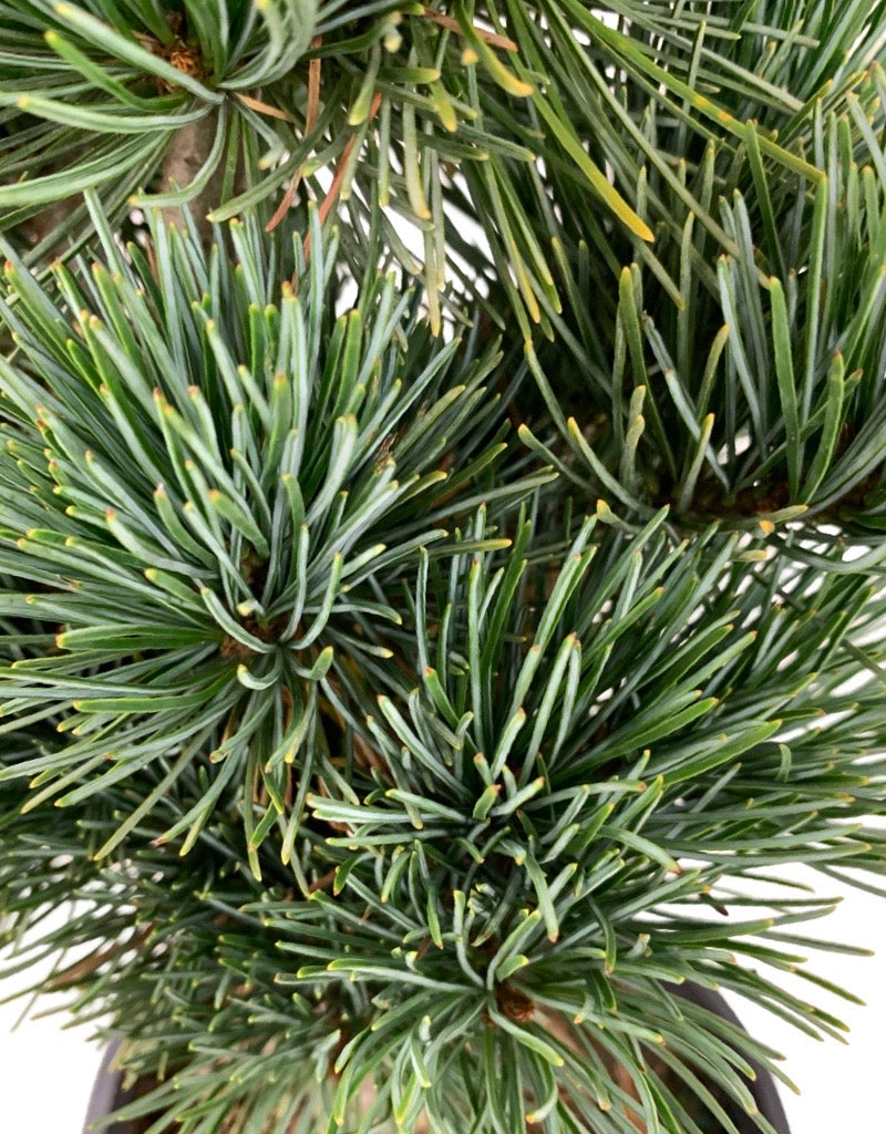 Pinus parviflora 'Aoi'