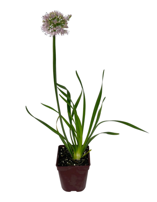 Allium 'Big Beauty' Quart