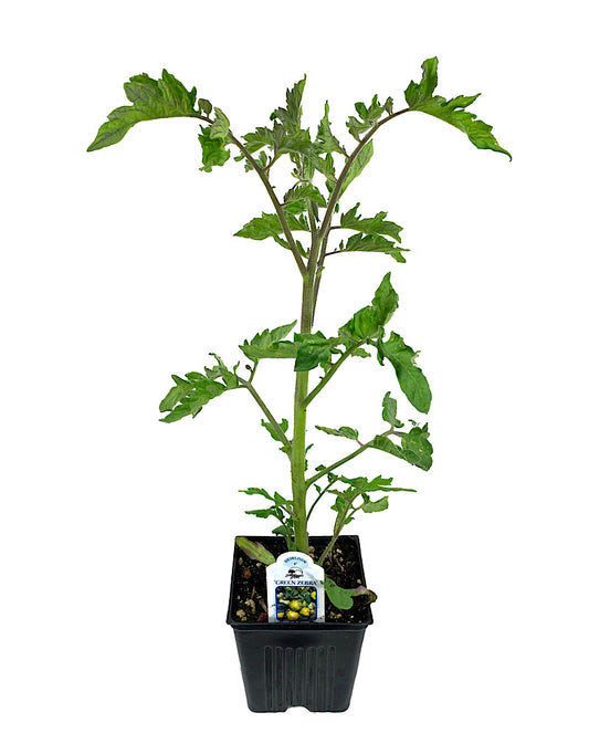 Tomato 'Green Zebra'  4 inch