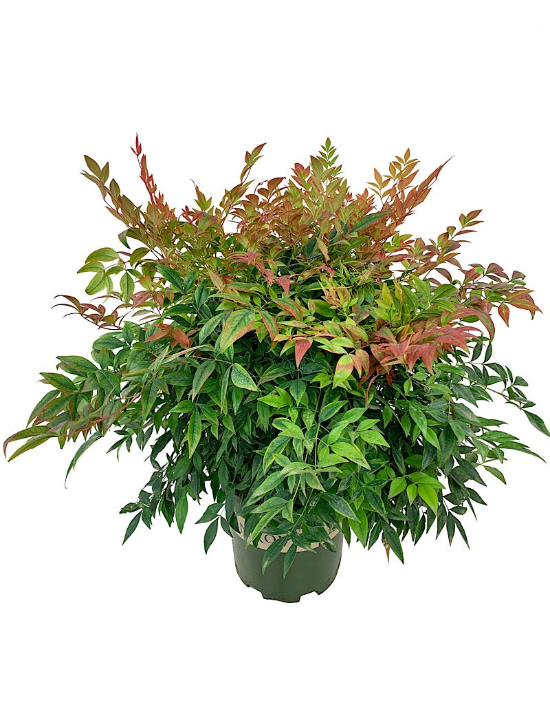 Nandina domestica 'Gulf Stream'