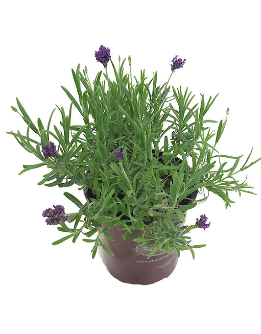 Lavandula angustifolia 'Sentivia Blue' 1 Gallon