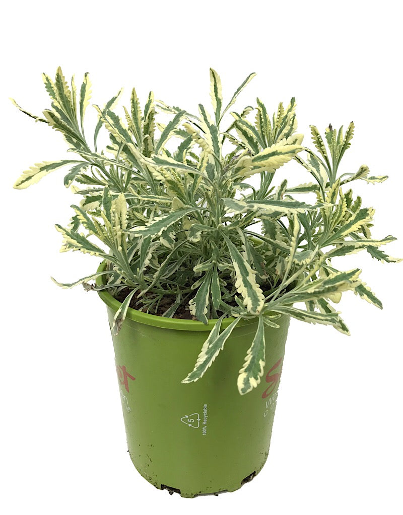 Lavandula a. 'Meerlo' - 1 gal