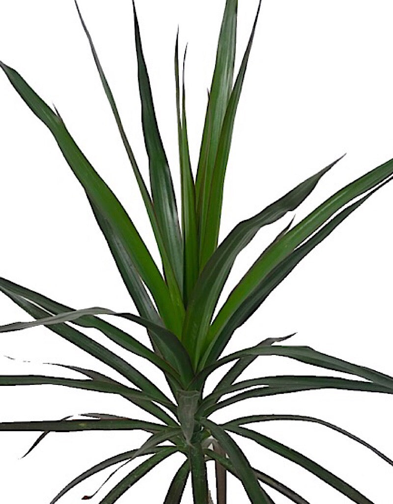 Dracaena marginata 'Magenta' 6 Inch