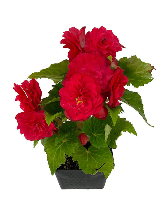 Begonia 'Nonstop Rose Pink' 4 Inch