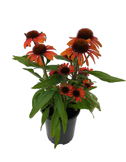 Echinacea 'Prima Ruby' Quart