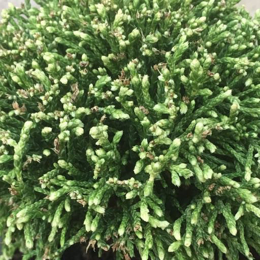 Cham. pisifera 'White Pygmy'- 4 inch