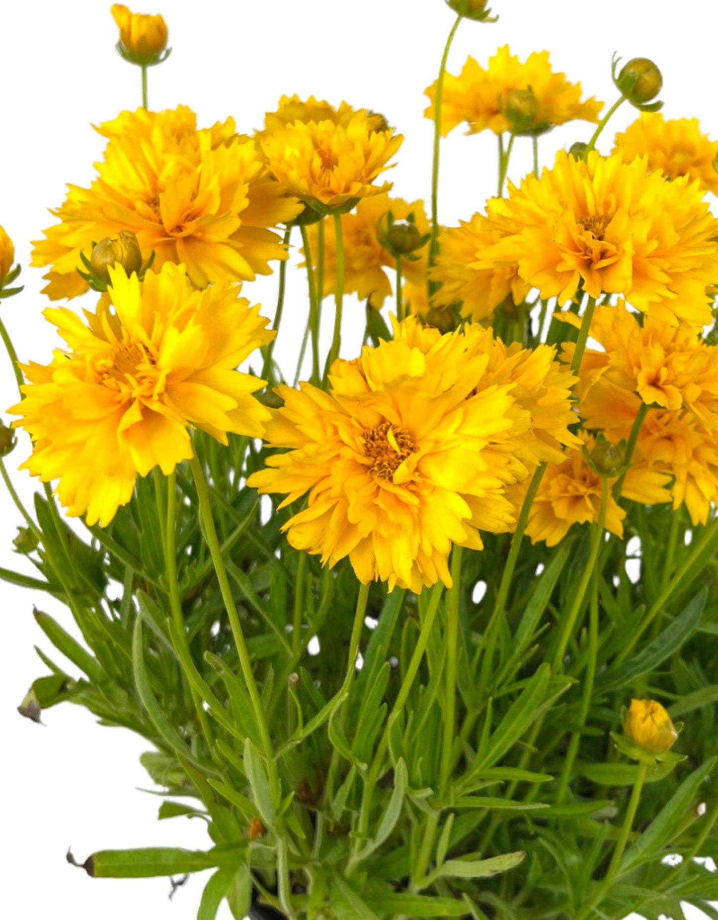 Coreopsis 'Double the Sun' 1 Gallon