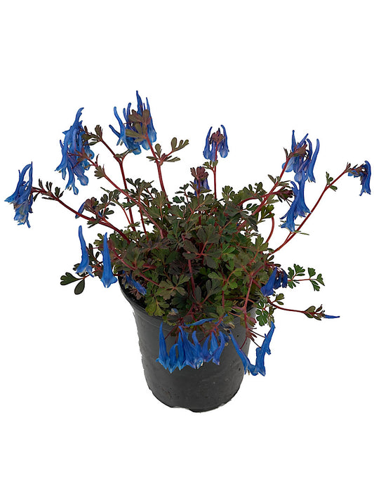 Corydalis 'Blue Heron' Quart