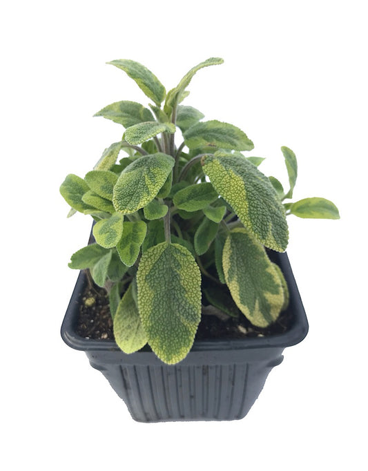 Sage 'Golden'  4 inch