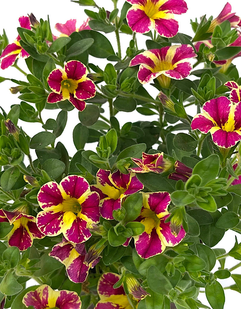 Calibrachoa 'Holy Moly' 4 Inch