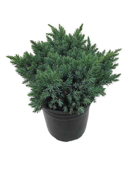 Juniperus squamata 'Blue Star'